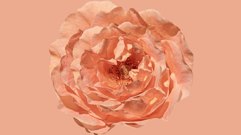 Miley Cyrus Releases ‘Something Beautiful’ with Accompanying Visual Album